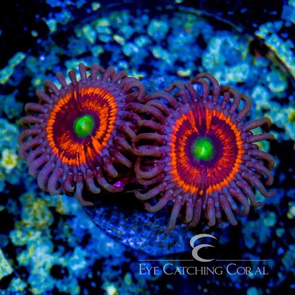 Everlasting Gobstopper Palythoa