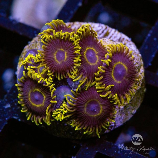 Purple Hornet