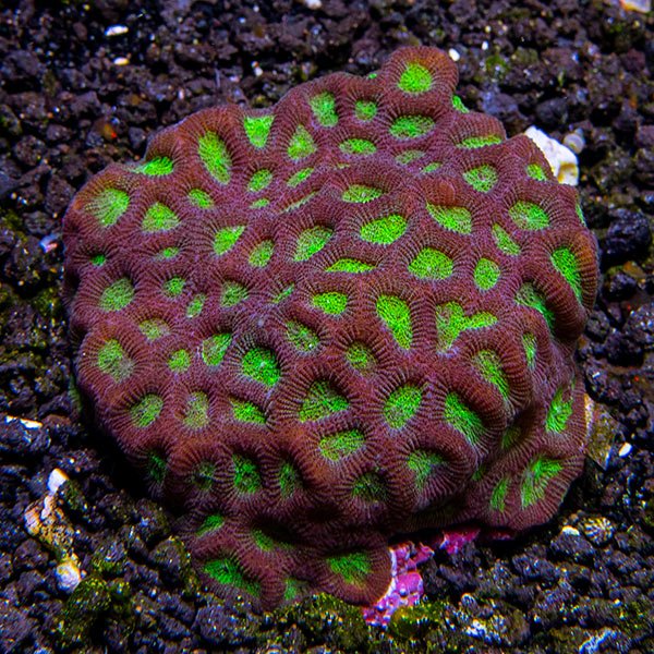 Fan Brain Coral