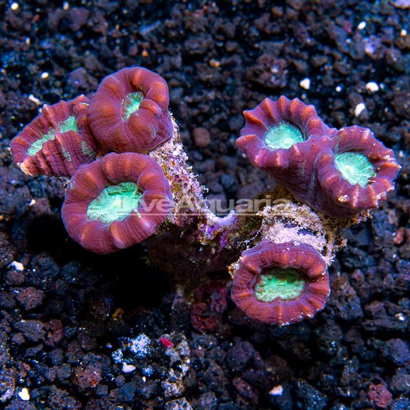 Candy Cane Coral
