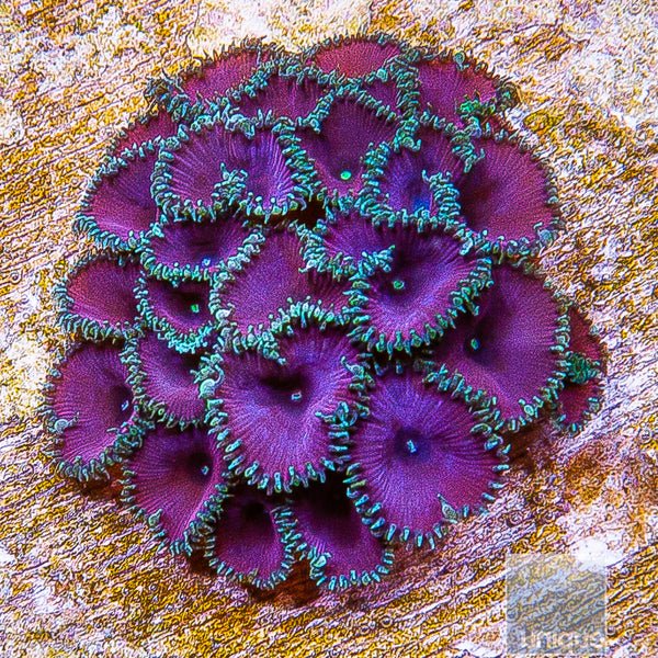 Purple Death Palythoa