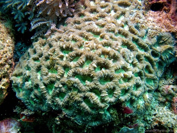 Rotuman Star Coral