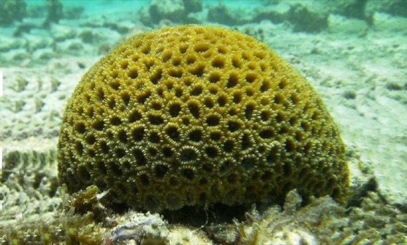 Matthai's Star Coral