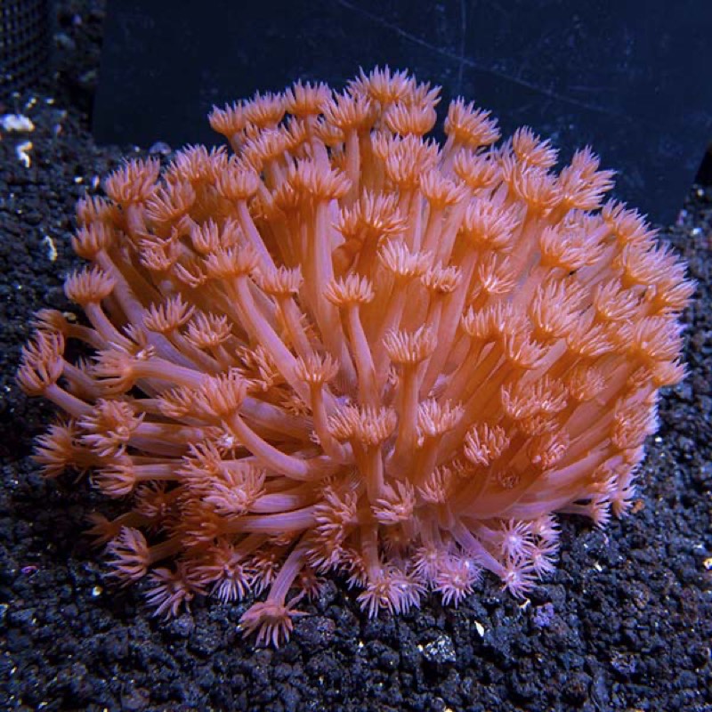 Pali Flowerpot Coral
