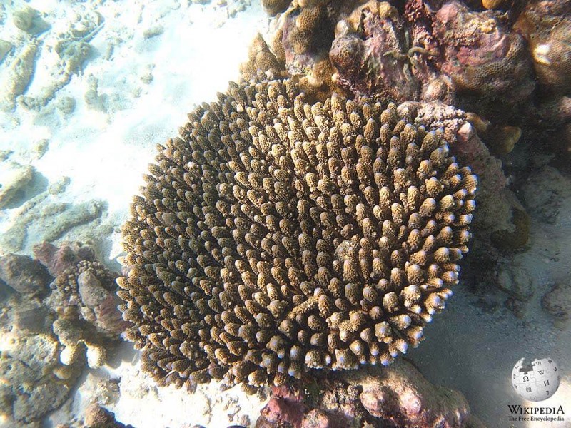 Finger Staghorn Coral