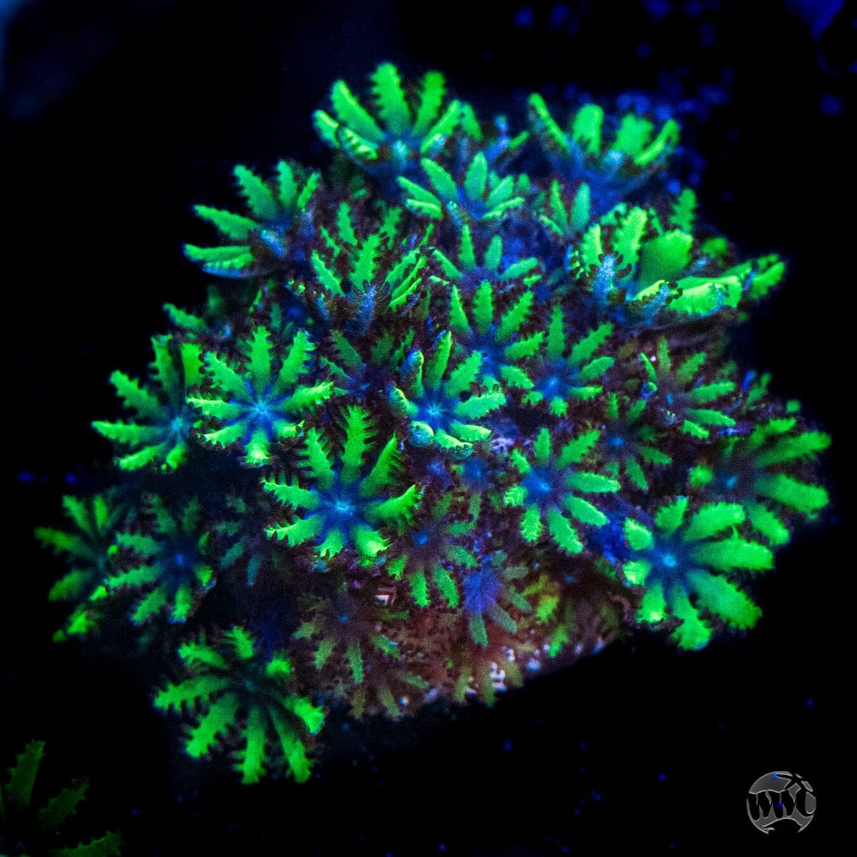 Blue Sympodium