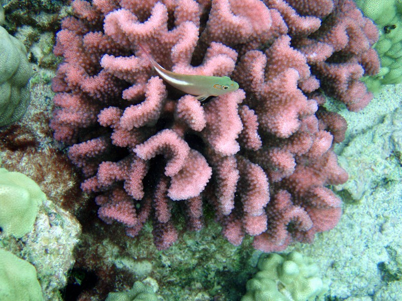 Bulb Tentacle Coral