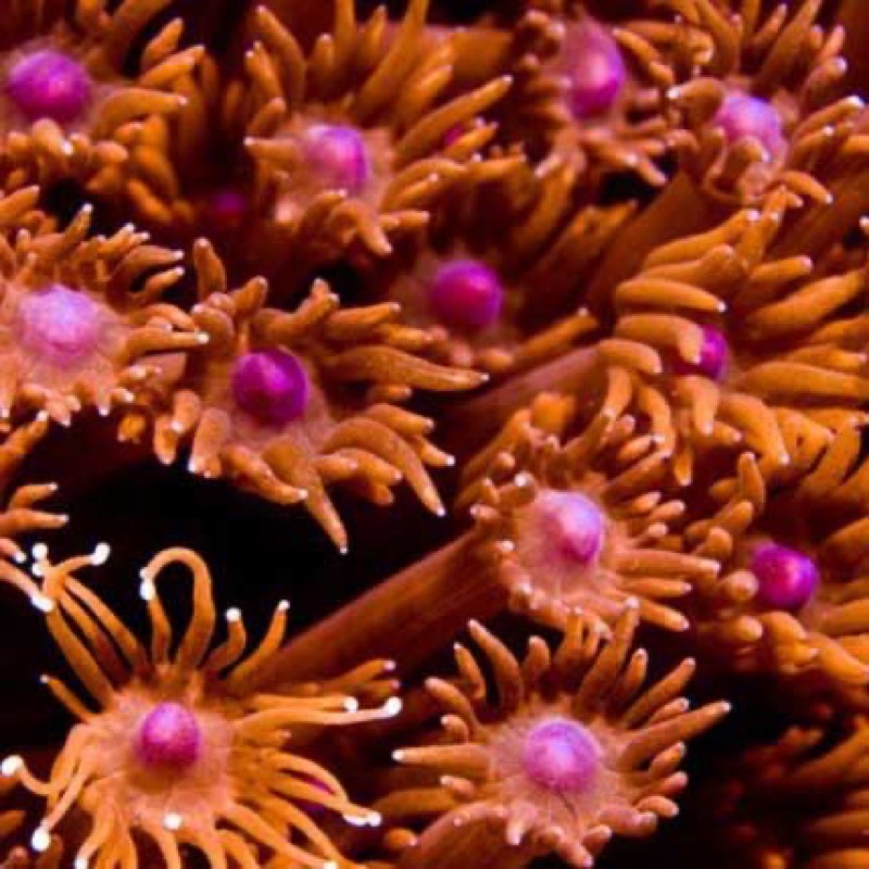 Flat Flowerpot Coral
