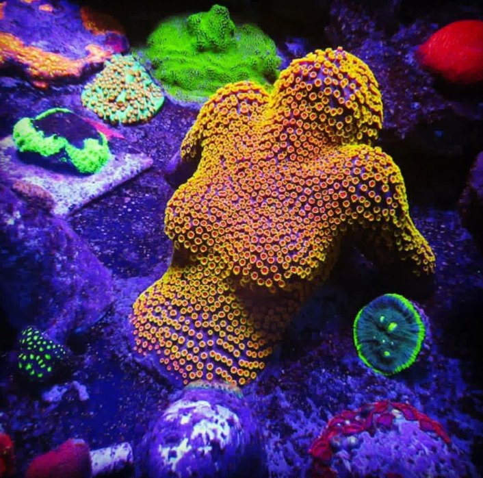 Cyphastrea
