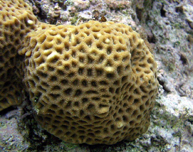 Larger Star Coral