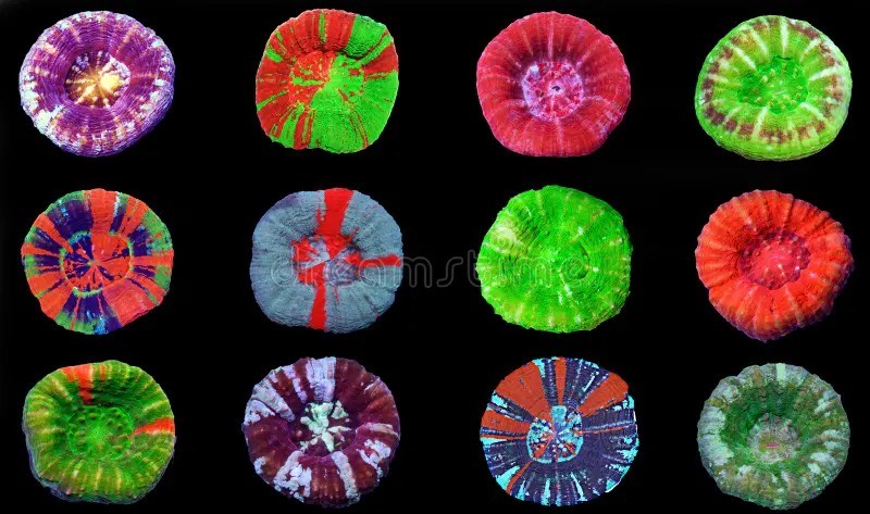 Wells' Donut Coral