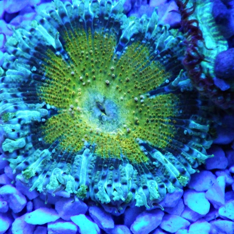 Rock Flower Anemone