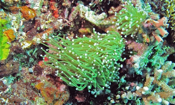 Torch Coral