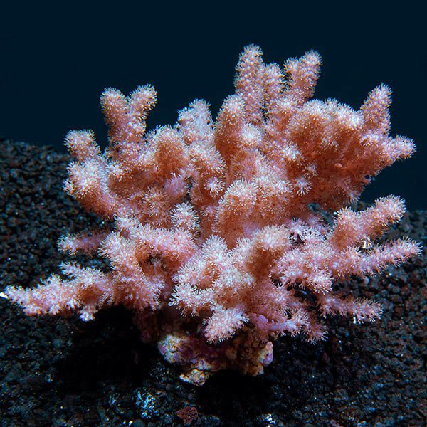 Inflated Cauliflower Coral