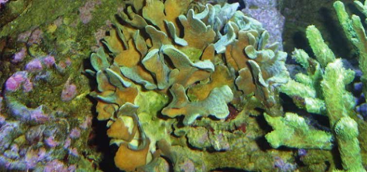 Lettuce Coral