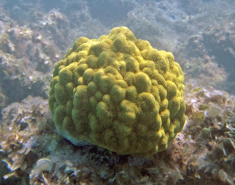 Mustard Hill Coral