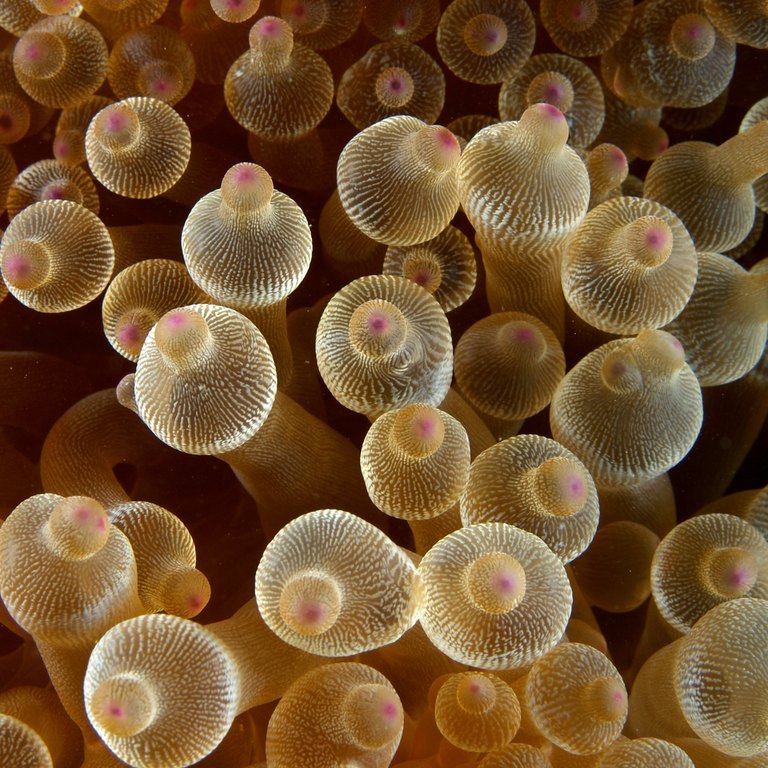 Bubble Tip Anemone
