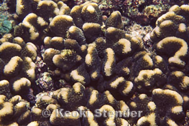 Elegant Cauliflower Coral