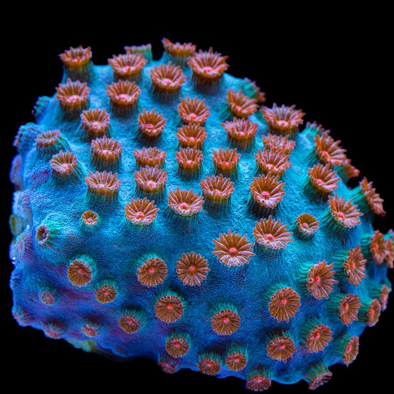 Meteor Shower Coral