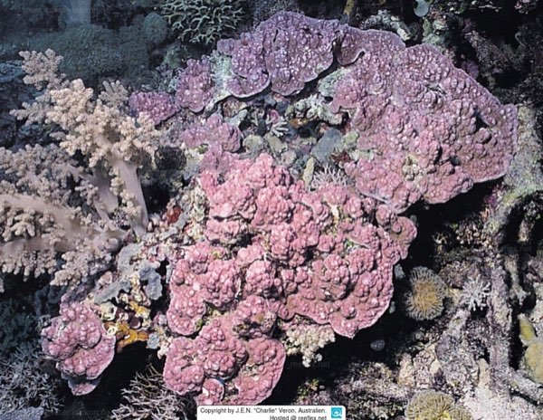 Chalky Montipora