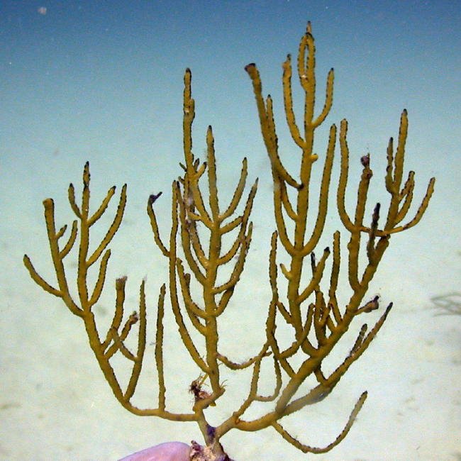 Green Lace Gorgonian
