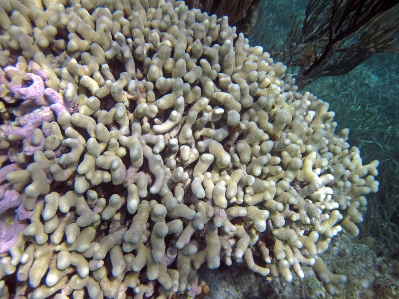 Finger Coral