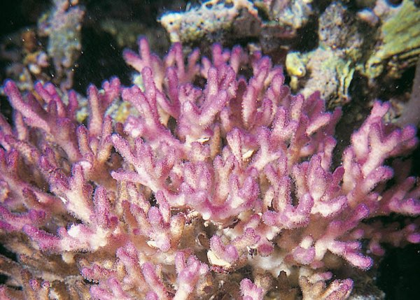 Pointed Cauliflower Coral