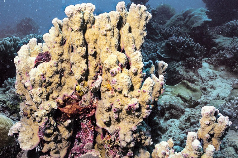 Australian Rice Coral