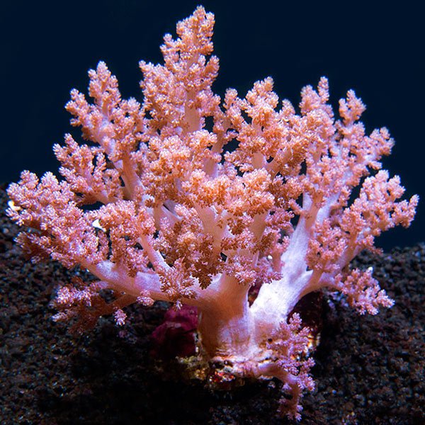 Chabrol's Tree Coral