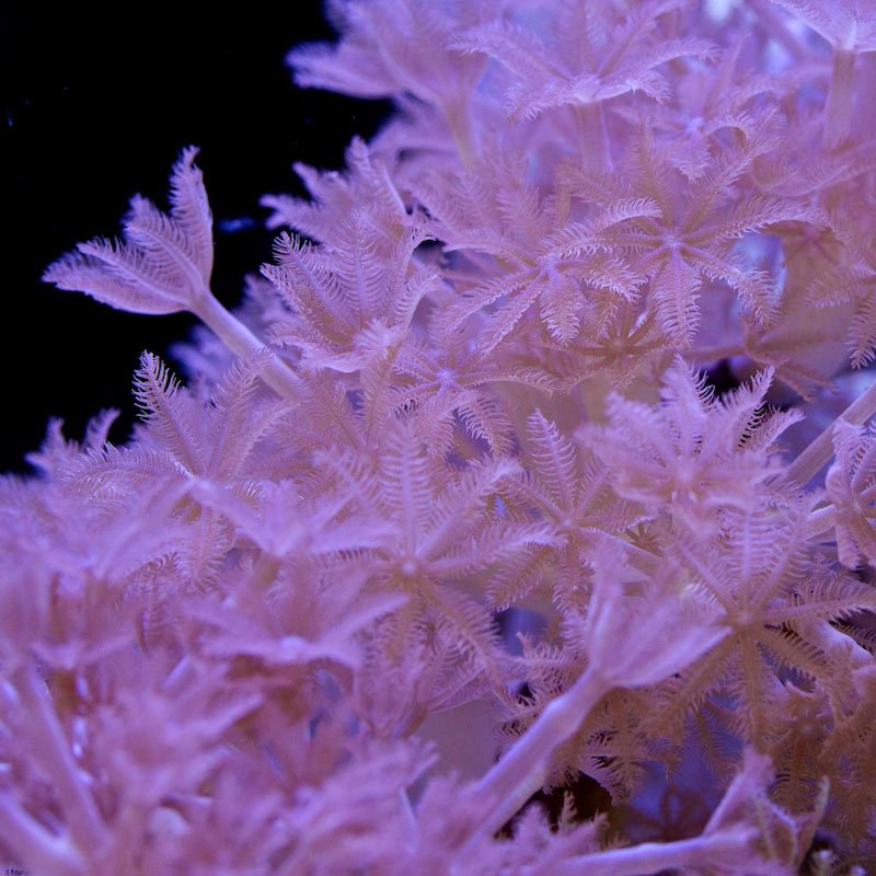 Pulsing Xenia