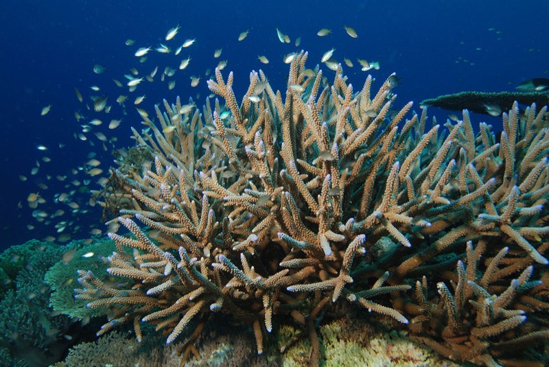 Staghorn Coral