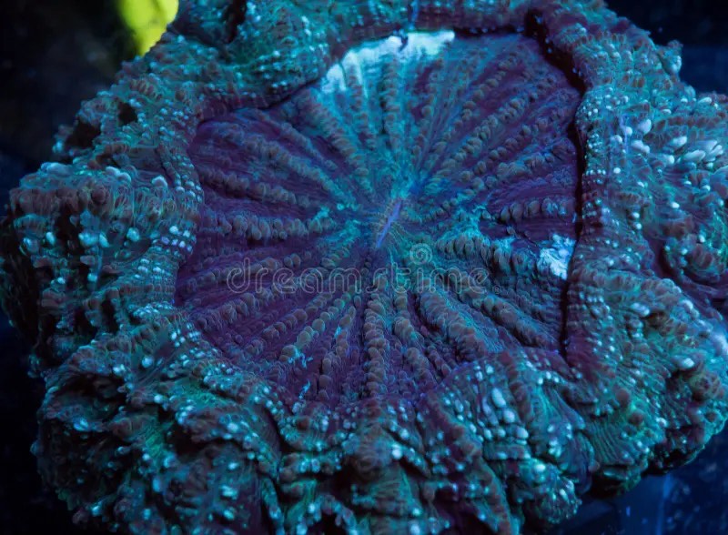 Deshaye's Meat Coral