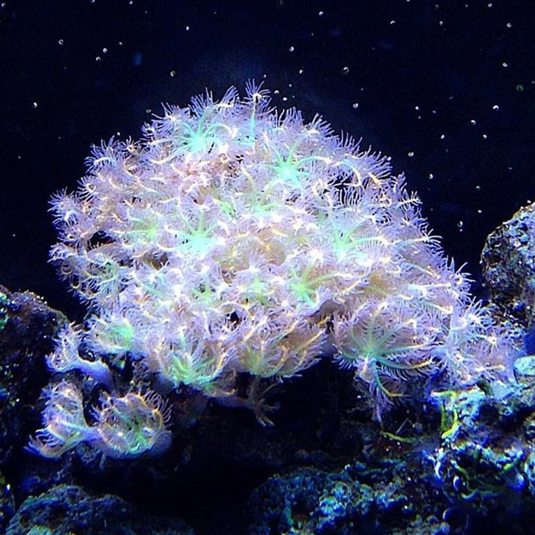 Clove Polyps