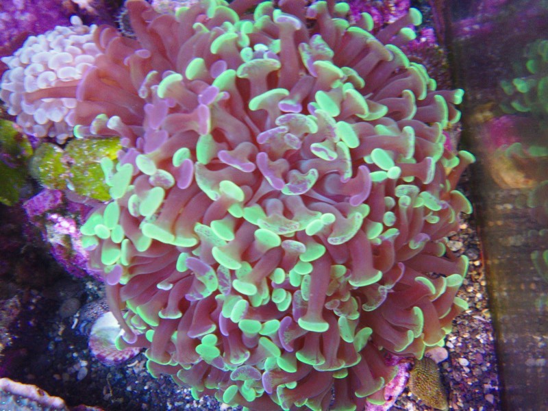 Branching Hammer Coral