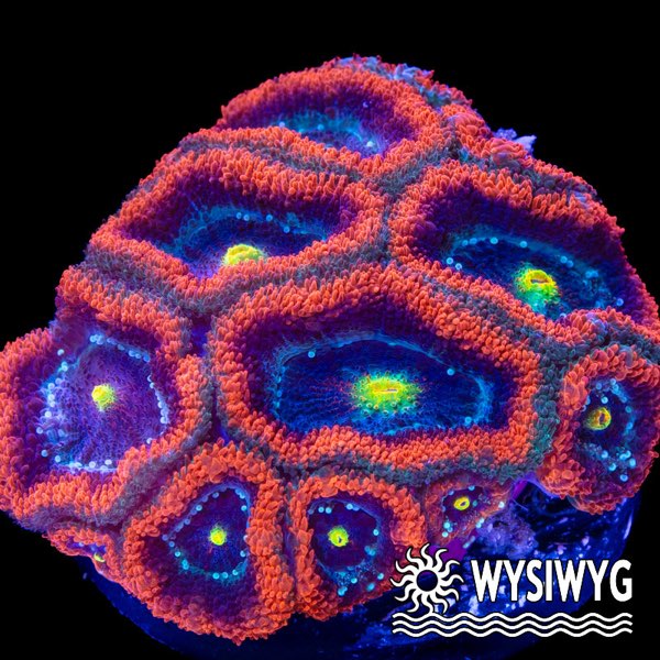 Amakusa Coral