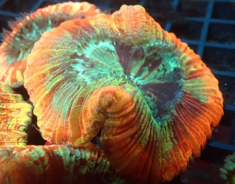 Radiate Brain Coral