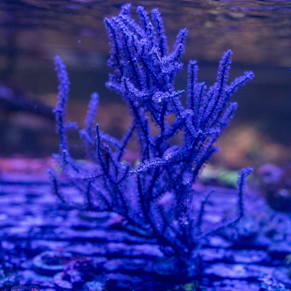Purple Candelabra Gorgonian