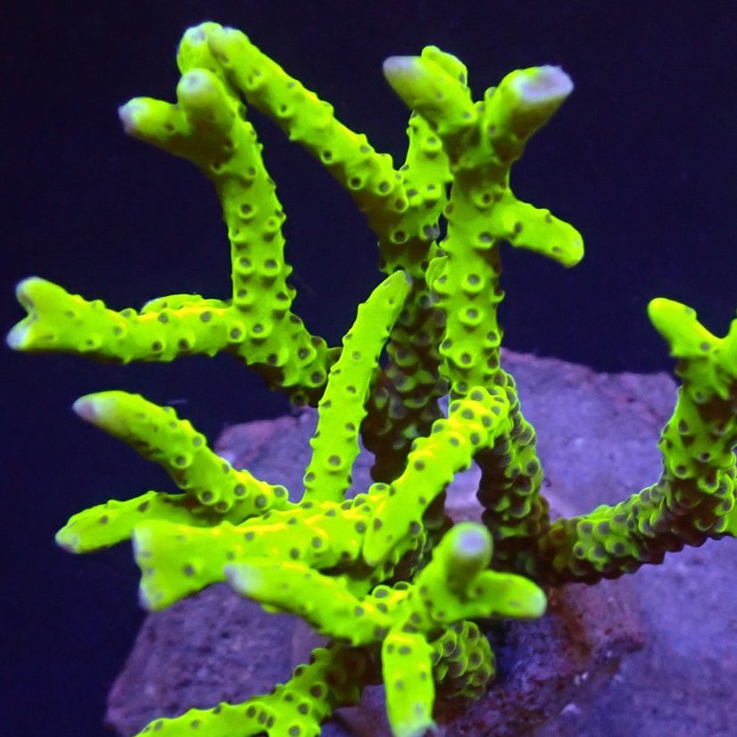 Anacropora