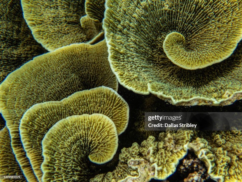 Leaf Plate Coral