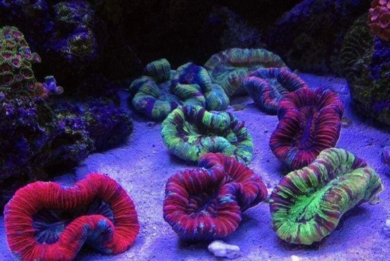 Geoffroy's Brain Coral