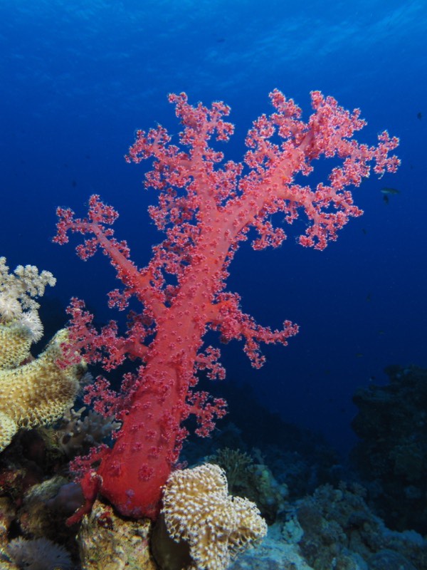 Red Tree Coral
