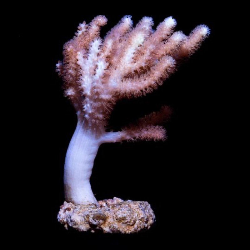 Ball Tree Coral