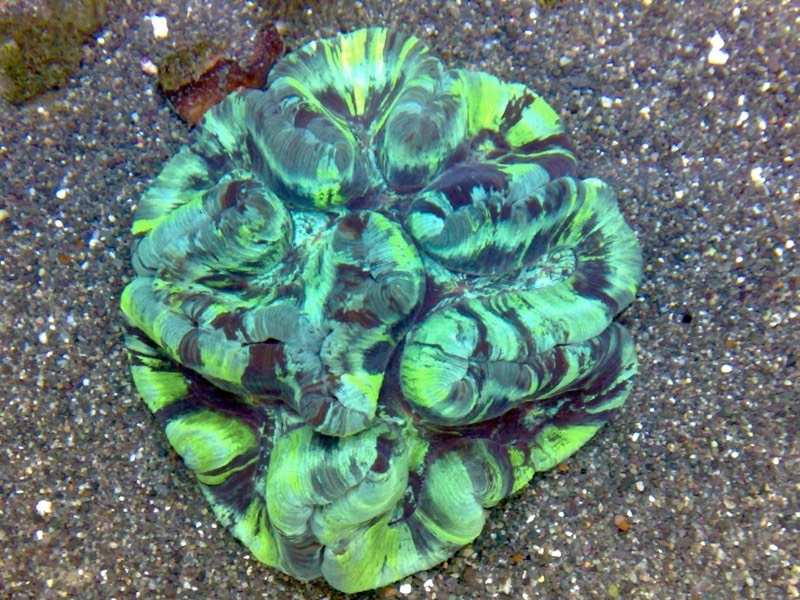 Open Brain Coral