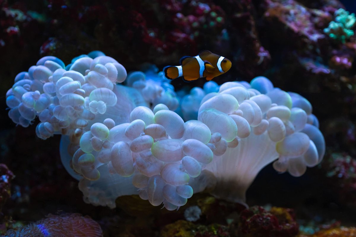 Bubble Coral