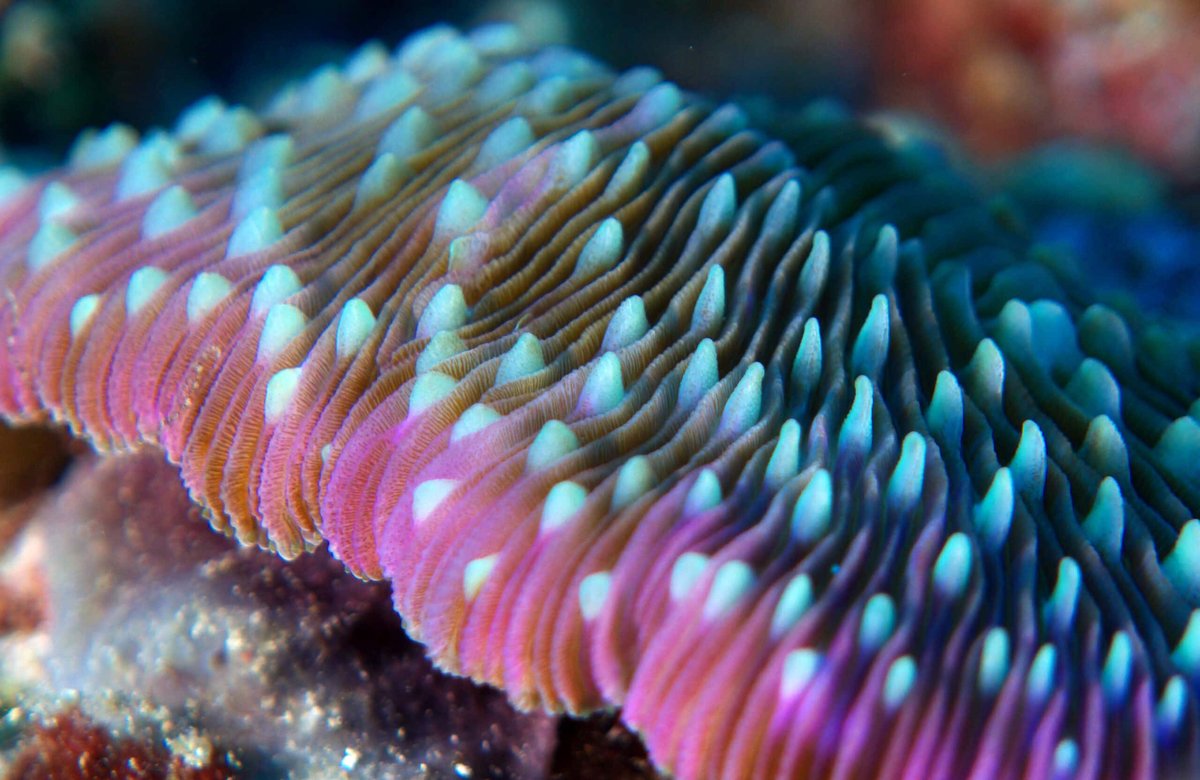 Thin Plate Coral
