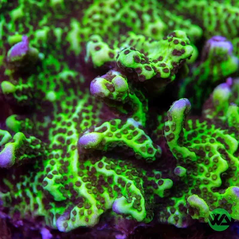 Sponge Coral