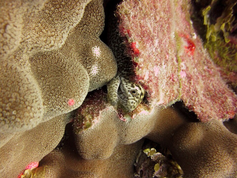 Evermann's Coral