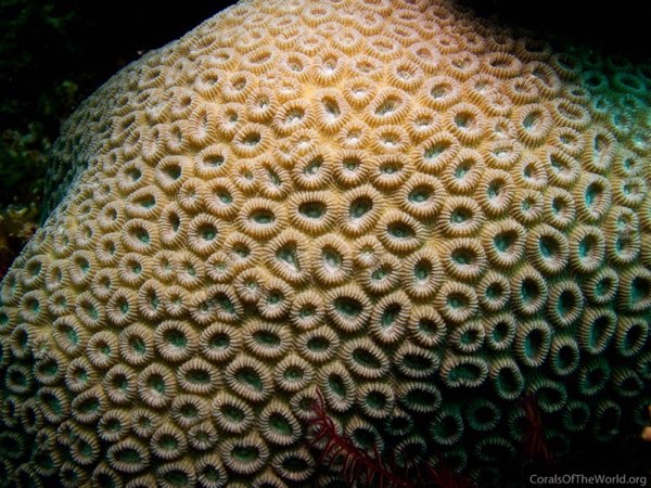 Beautiful Star Coral