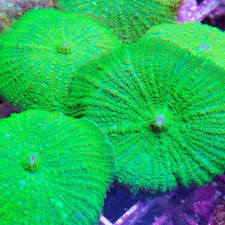 Neon Green Rhodactis