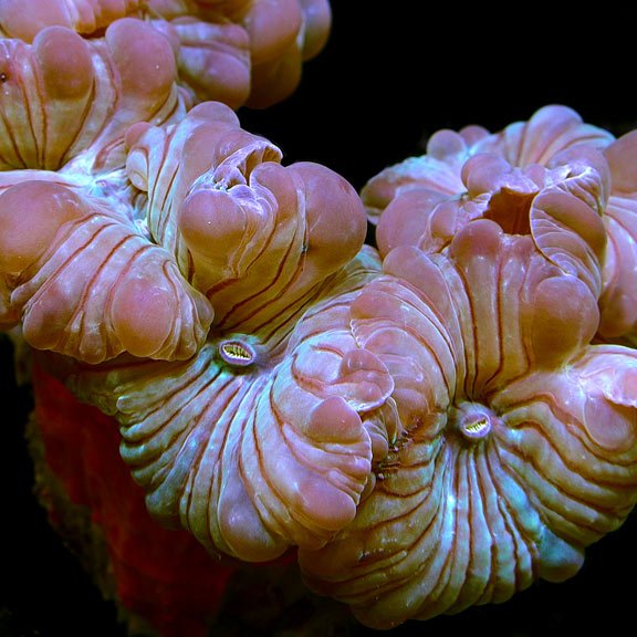 Fox Coral
